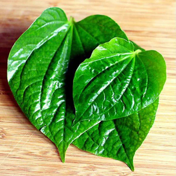 Platone Betel Leaf Plant Pan Live Plant - Image 3