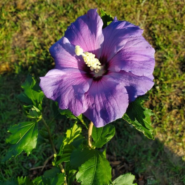 Platone Hibiscus Plant blue  Flower - Image 3