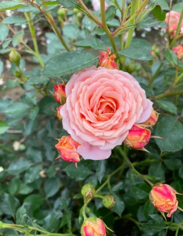 Absent Friends rose Outdoor beautiful plant - Image 2