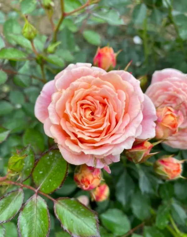 Absent Friends rose Outdoor beautiful plant