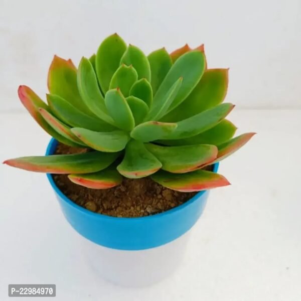 Echeveria ‘Agavoides - Image 2