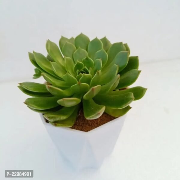 Echeveria ‘Agavoides - Image 3