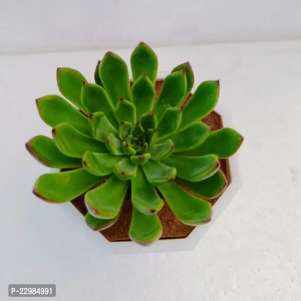 Echeveria ‘Agavoides - Image 4
