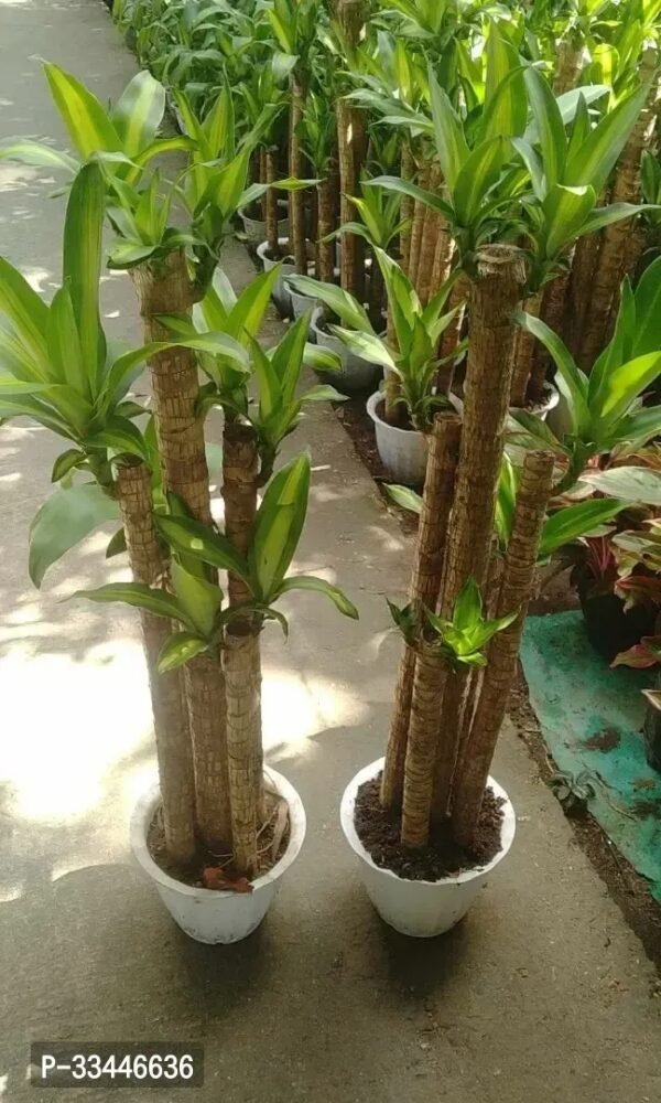 Plantopia Lucky Brazil Wood Potted Plant, Healthy Indoor   Lucky Brazilian Wood Plant for Living Room, Feng Shui Plant - Image 4