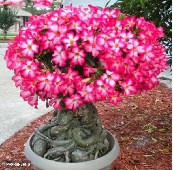 Platone Adenium Plant adenium desert rose - Image 2