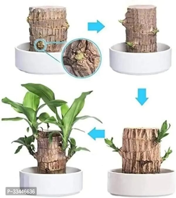 Plantopia Lucky Brazil Wood Potted Plant, Healthy Indoor   Lucky Brazilian Wood Plant for Living Room, Feng Shui Plant - Image 2