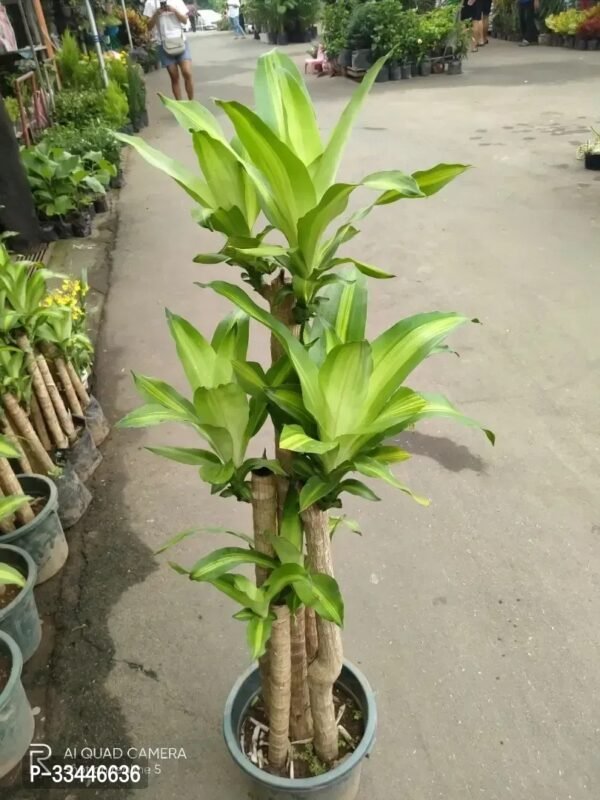 Plantopia Lucky Brazil Wood Potted Plant, Healthy Indoor   Lucky Brazilian Wood Plant for Living Room, Feng Shui Plant - Image 5