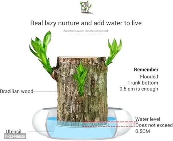 Plantopia Lucky Brazil Wood Potted Plant, Healthy Indoor   Lucky Brazilian Wood Plant for Living Room, Feng Shui Plant