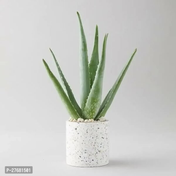 Zomoloco Auaa11 Aloe Vera Plant
