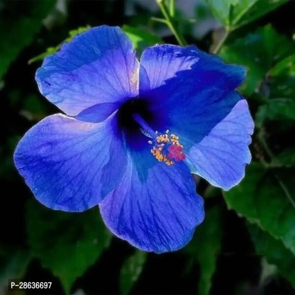 Platone Hibiscus Plant blue  Flower
