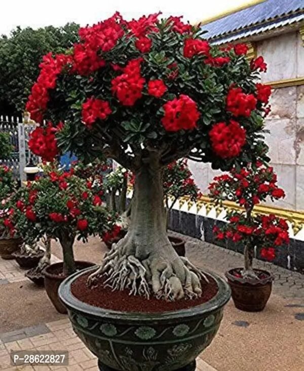 Desert plant Gardens Adenium Grafted Live Desert Rose (Red) Flower Plant In Pot - Image 4
