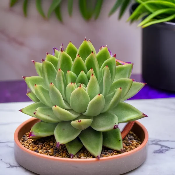 Echeveria ‘Agavoides