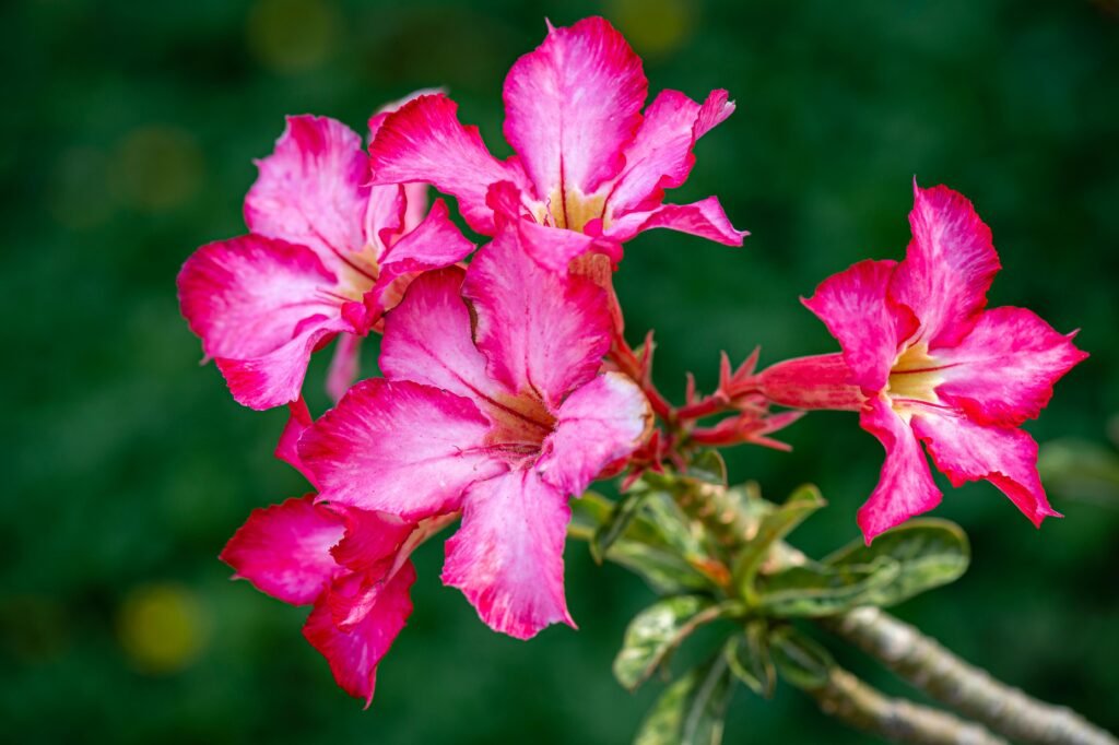 pexels-photo-7333804-7333804 Bright pink flowers of adenium with gentle petals on sunny day against blurred background