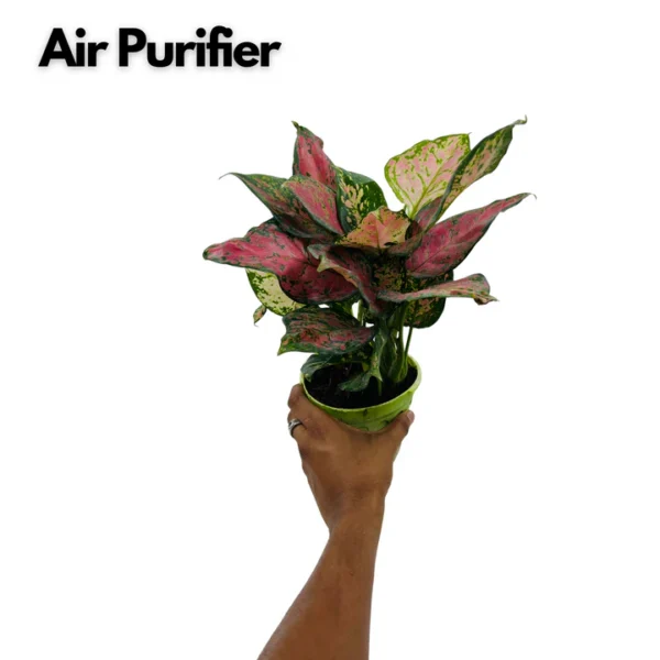 Aglaonema Pink Beauty Plant - Image 4