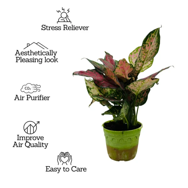 Aglaonema Pink Beauty Plant - Image 3
