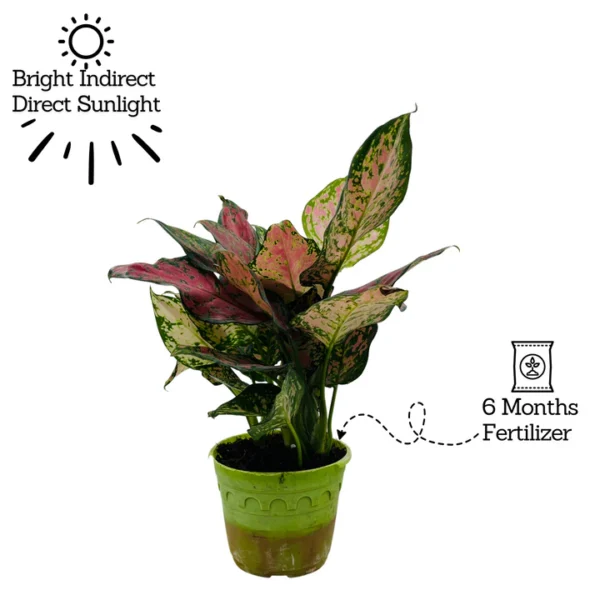 Aglaonema Pink Beauty Plant - Image 2