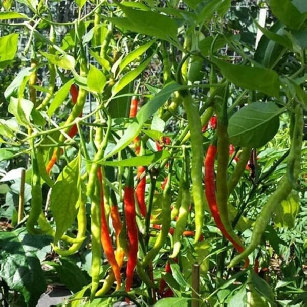 Chilli F1 Hybrid Vegetable Seeds - Pack of 50 Seeds