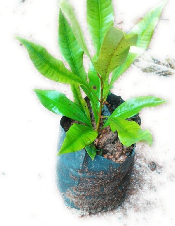 Clove Live Plant/Hybrid Lobongo Plant (All Time049) - Image 2