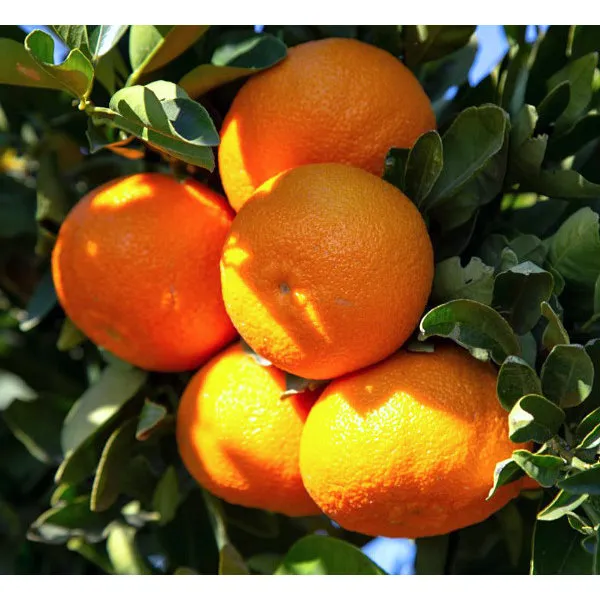 Orange Plant (Pack Of 01) - Image 2
