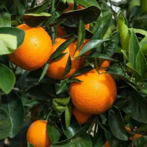 Orange Plant (Pack Of 01)