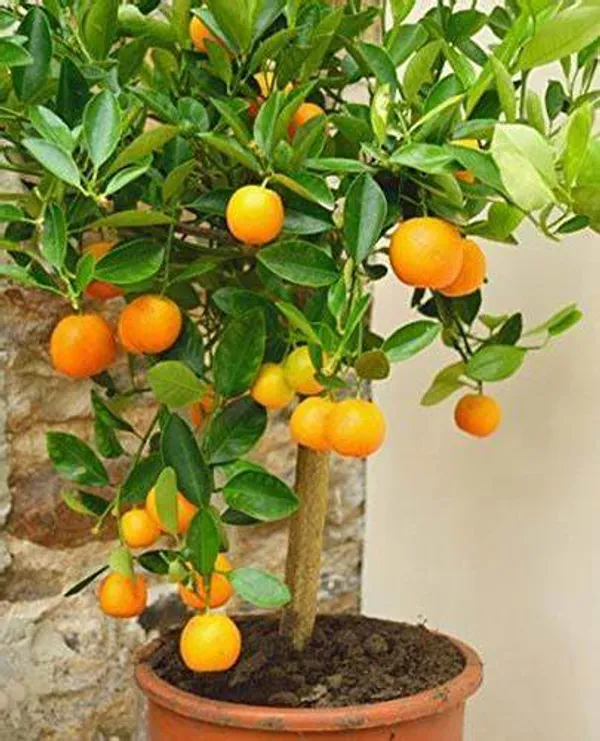 Orange Plant (Pack Of 01) - Image 4