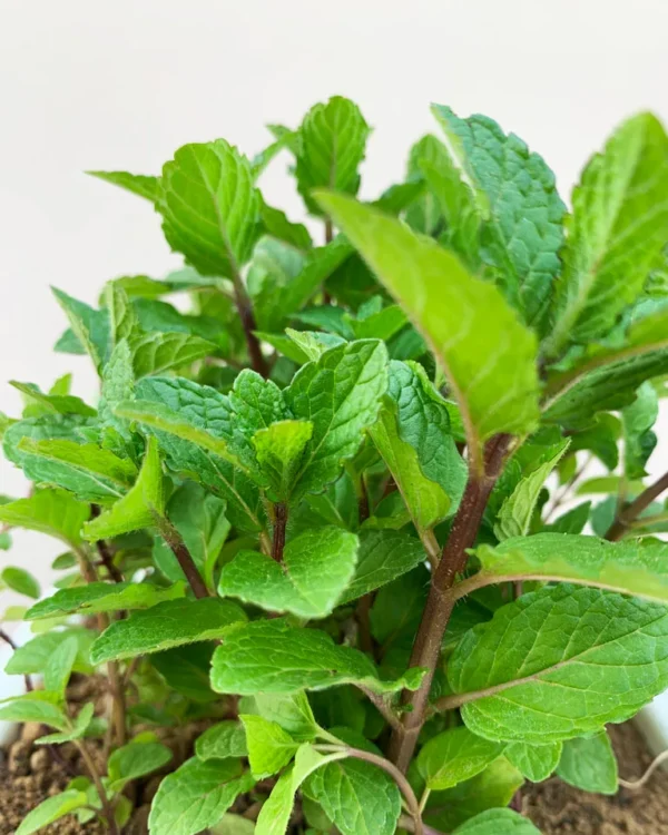 Mint Plant