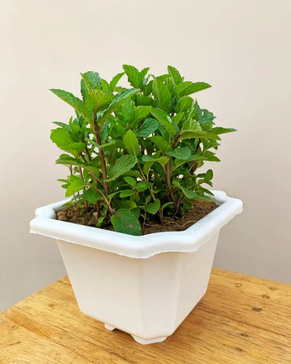 Mint Plant - Image 2