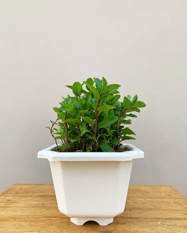 Mint Plant - Image 3