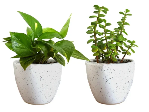 PHOOLGRAM Good Luck Table top money plant & Jade Plant, Pack of 2
