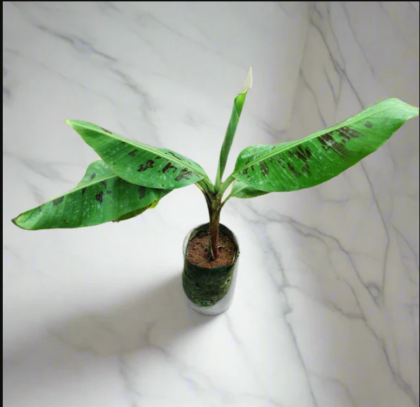 Banana in 4 Inch Nursery Bag