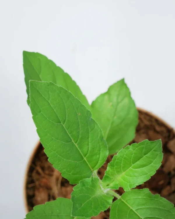 Tulsi Herbal Plant - Image 3
