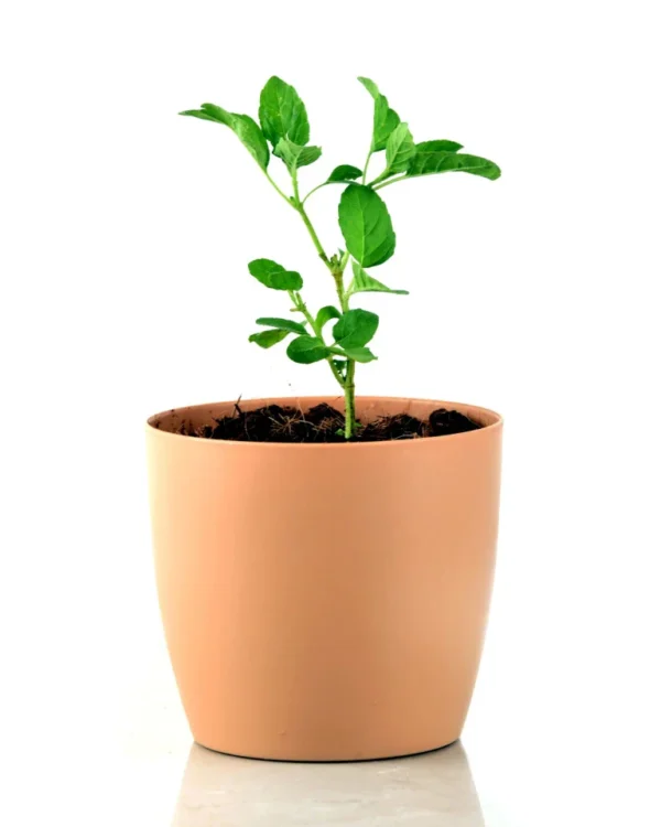 Tulsi Herbal Plant - Image 2